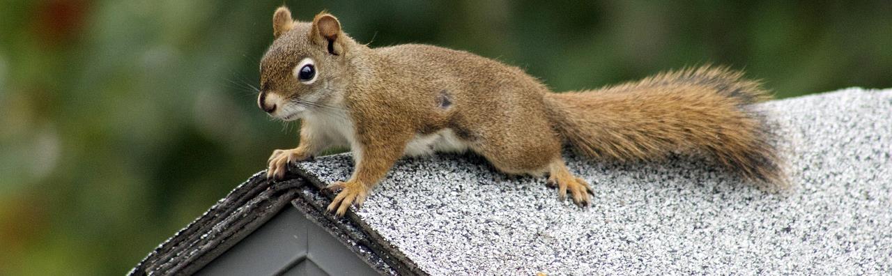 Squirrel Removal Long Island