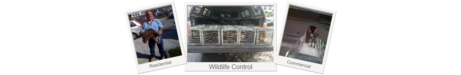 Animal Control | Long Island | New York | Nassau County | Wildlife | Animals | House | Attic | Rid